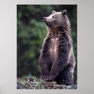 Stående Grizzly Bear Poster