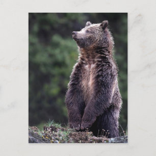 Stående Grizzly Bear Vykort