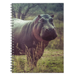 Stående Hippo Posing i Camera i Afrika Foliage Anteckningsbok
