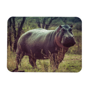 Stående Hippo Posing i Camera i Afrika Foliage Magnet