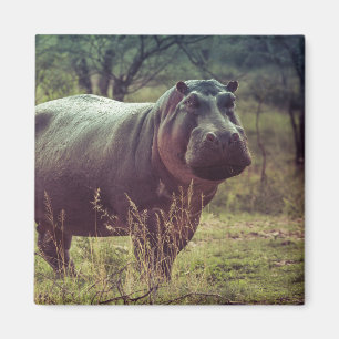 Stående Hippo Posing i Camera i Afrika Foliage Magnet