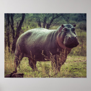 Stående Hippo Posing i Camera i Afrika Foliage Poster