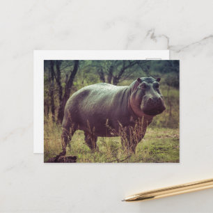 Stående Hippo Posing i Camera i Afrika Foliage Vykort