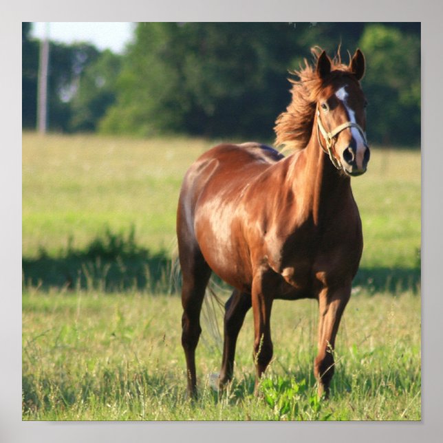 Stående Kanvastryck för kastanjepak Poster (Framsidan)