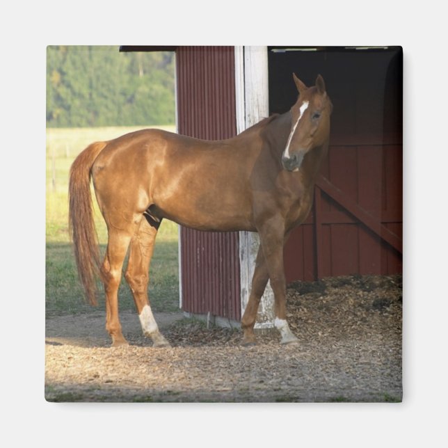 Stående kastanj magnet (Framsidan)