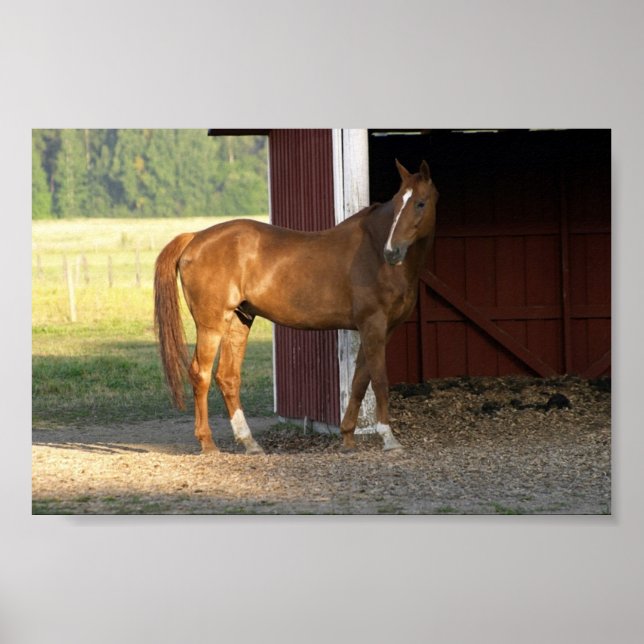 Stående kastanj poster (Framsidan)