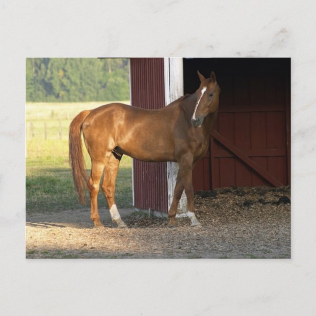 Stående kastanj vykort (Framsida)