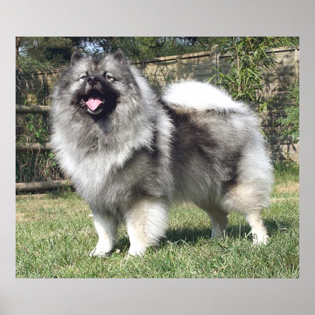 Stående Keeshond Hund Poster (Framsidan)