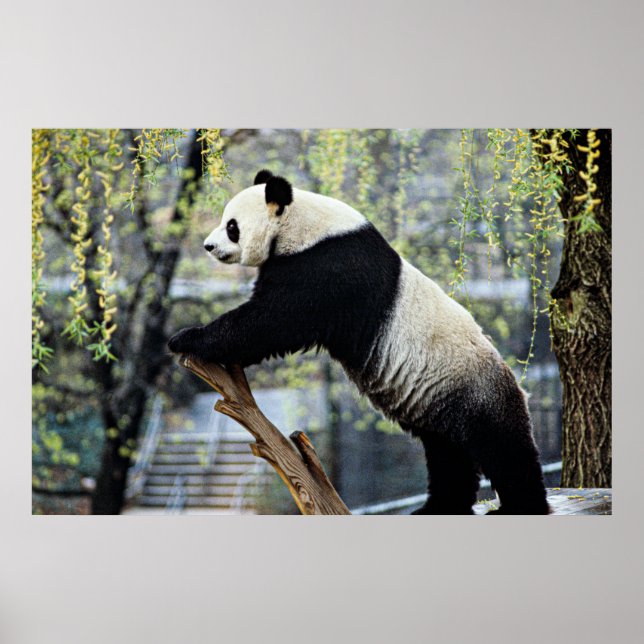 Stående Panda Poster (Framsidan)