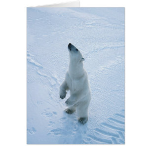 Stående Polar Bear Hälsningskort