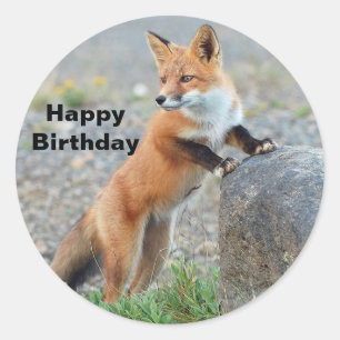 Stående Red Fox Birthday Runt Klistermärke