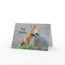 Stående Red Fox Grattis Bröllop