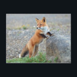 Stående röd räv vykort<br><div class="desc">Den här designen har en röd räv.</div>