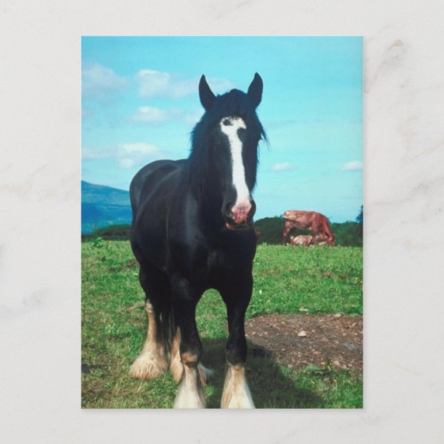 Stående Shire Vykort (Framsida)