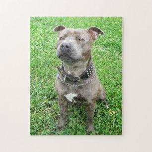 Staffi Attention, Jigszle Puzzle Pussel