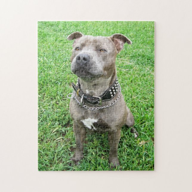Staffi Attention, Jigszle Puzzle Pussel (Vertikal)