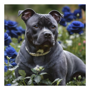 Stafford Bull Terrier in Blue Ro Garden Fototryck