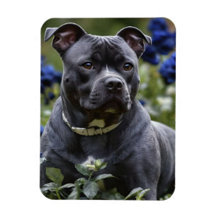 Stafford Bull Terrier in Blue Ro Garden Magnet