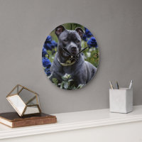 Stafford Bull Terrier in Blue Ro Garden