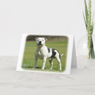 Stafford Bull Terrier Kort