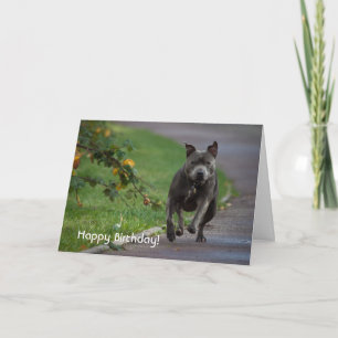 Stafford Bull Terrier Kort