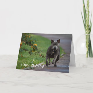 Stafford Bull Terrier Kort