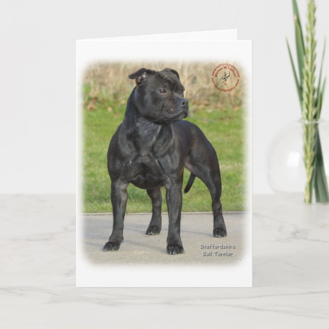 Stafford Bull Terrier Kort (Framsida)