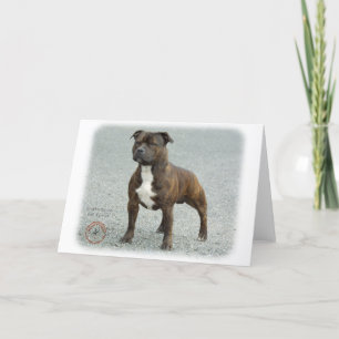 Stafford Bull Terrier Kort