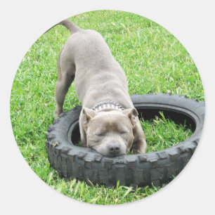 Stafford Bull Terrier, One Chomp Runt Klistermärke