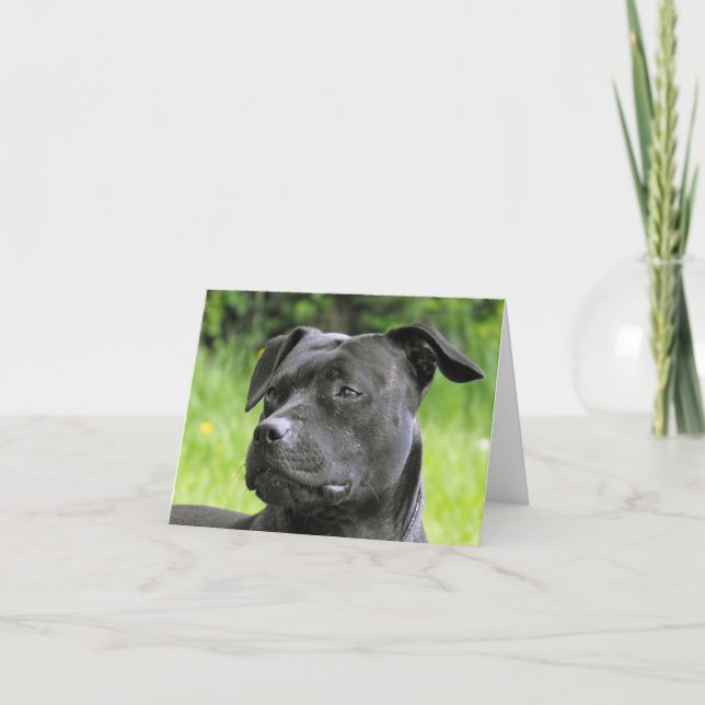 Stafford Bull Terrier porträtt Kort (Framsida)