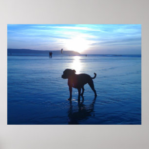 Stafford Bull Terrier Poster