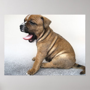 Stafford Bull Terrier Puppy, Art Print Poster