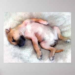 Stafford Bull Terrier Puppy Poster