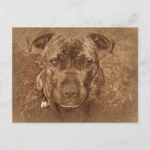 Stafford Bull Terrier Vykort