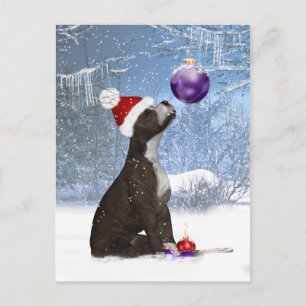 Staffordshire Bull Terrier Valp - Vinter vykort