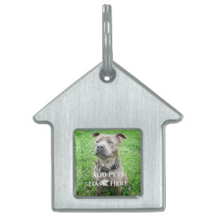 Staffordshire Bullterrier i uppmärksamhet, ID-bricka Husdjur