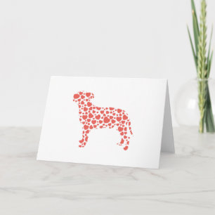 Staffordshire tjurTerrier Kort