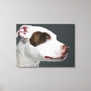 Staffordshire tjurterrier, närbild canvastryck