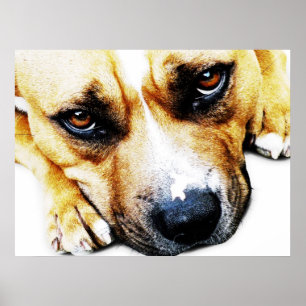 Staffordshire tjurTerrier Poster