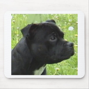 staffy.png musmatta