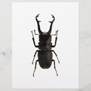 Stag Beetle