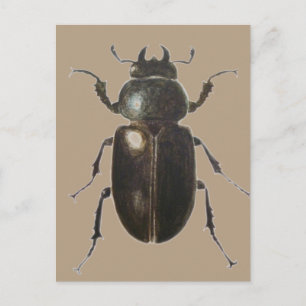 Stag Beetle 2011 Vykort