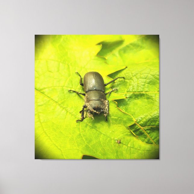 Stag Beetle , Beetles , Kryp Canvastryck (Framsida)