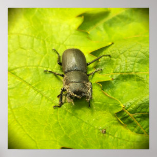 Stag Beetle , Beetles , Kryp Poster