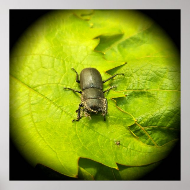 Stag Beetle , Beetles , Kryp Poster (Framsidan)