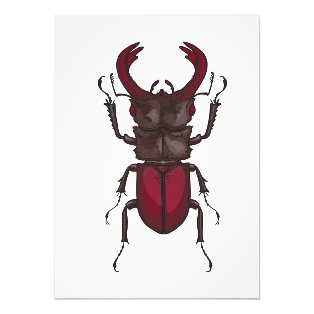 Stag beetle fototryck (Framsidan)