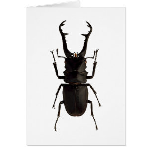 Stag Beetle Hälsningskort