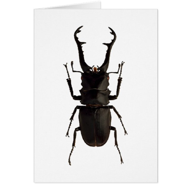 Stag Beetle Hälsningskort (Framsidan)