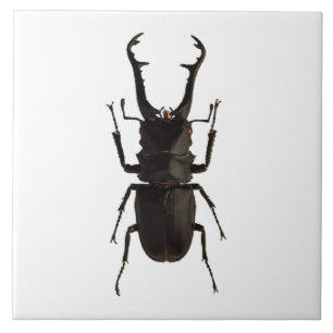 Stag Beetle Kakelplatta