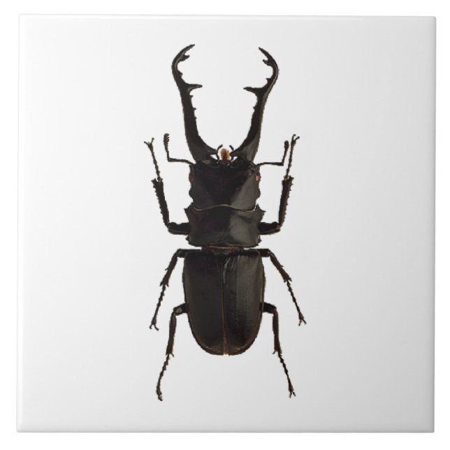Stag Beetle Kakelplatta (Framsidan)
